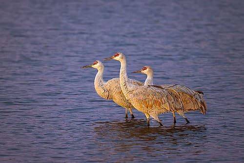 Sandhill cranes at first light. Bosque del Apache National Wildlife Refuge, New Mexico Art Print